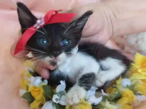 Gato raça SEM RAÇA DEFINIDA. idade Abaixo de 2 meses nome SEM NOME.