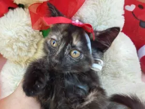 Gato raça SEM RAÇA DEFINIDA.  idade Abaixo de 2 meses nome SEM NONE.