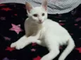 Bartok
