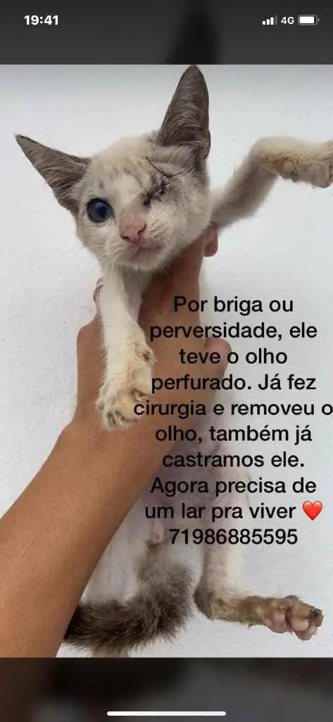 Gato raça Srd idade 2 a 6 meses nome Espiro