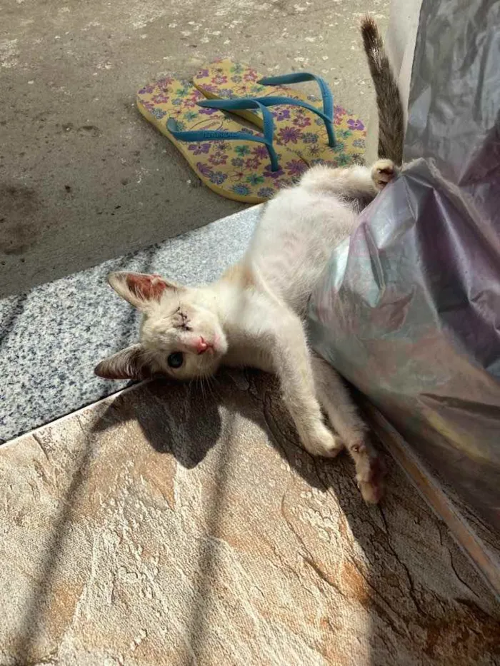 Gato raça Srd idade 2 a 6 meses nome Espiro