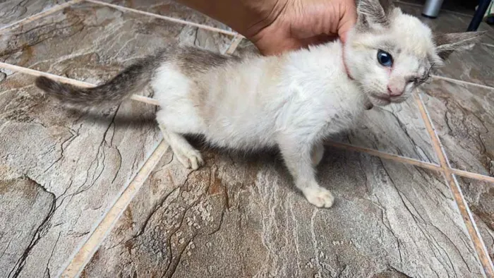 Gato raça Srd idade 2 a 6 meses nome Espiro