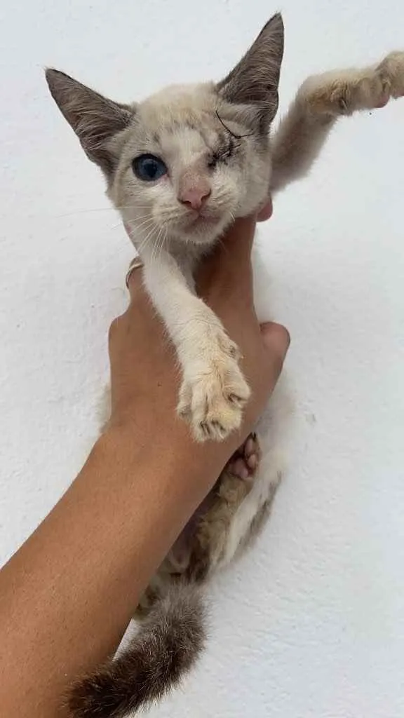 Gato raça Srd idade 2 a 6 meses nome Espiro