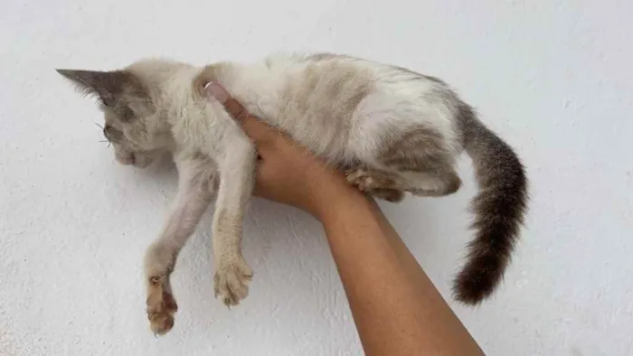 Gato raça Srd idade 2 a 6 meses nome Espiro