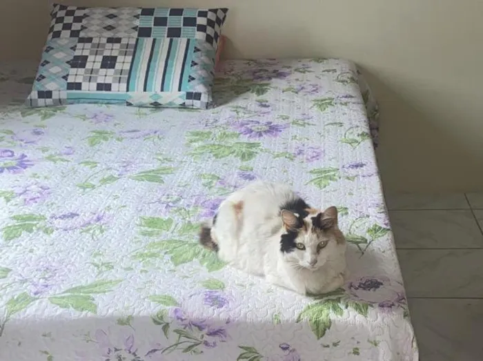 Gato raça Srd idade 2 anos nome Princesa 