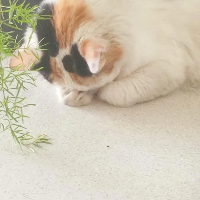 Gato raça Srd idade 2 anos nome Princesa 