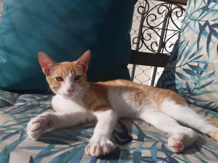 Gato ra a SRD idade 2 a 6 meses nome ?