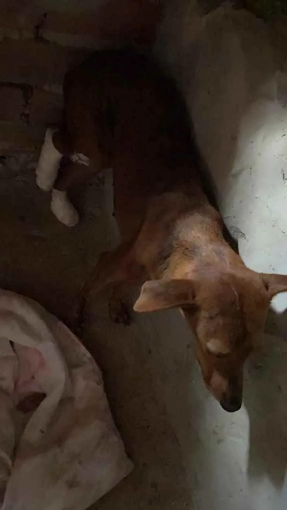 Cachorro raça Srd idade 1 ano nome Nescau castrada