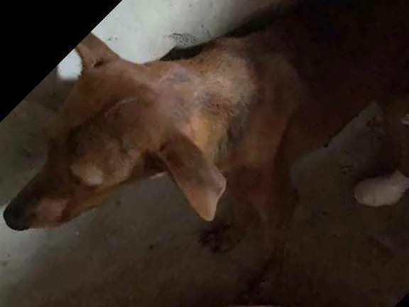 Cachorro raça Srd idade 1 ano nome Nescau castrada