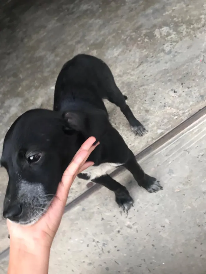 Cachorro raça Mista idade 2 a 6 meses nome Wendy castrada