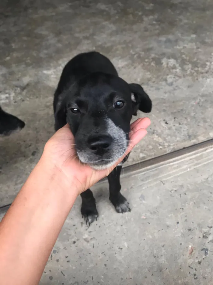 Cachorro raça Mista idade 2 a 6 meses nome Wendy castrada