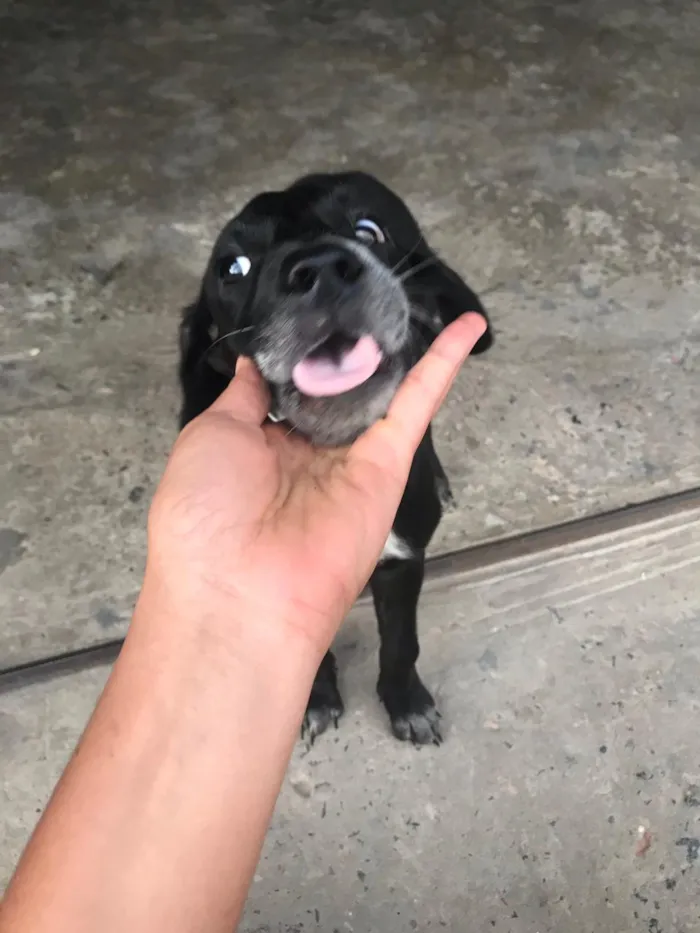 Cachorro raça Mista idade 2 a 6 meses nome Wendy castrada