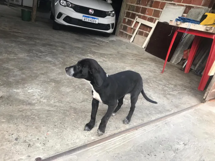 Cachorro raça Mista idade 2 a 6 meses nome Wendy castrada