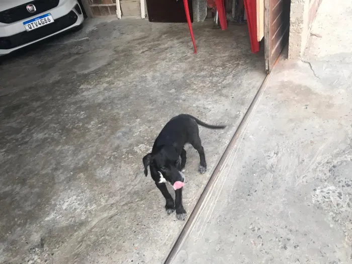 Cachorro raça Mista idade 2 a 6 meses nome Wendy castrada