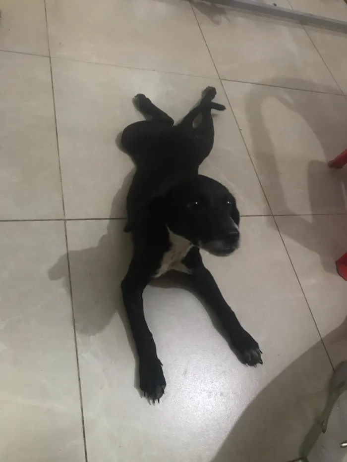 Cachorro raça Mista idade 2 a 6 meses nome Wendy castrada