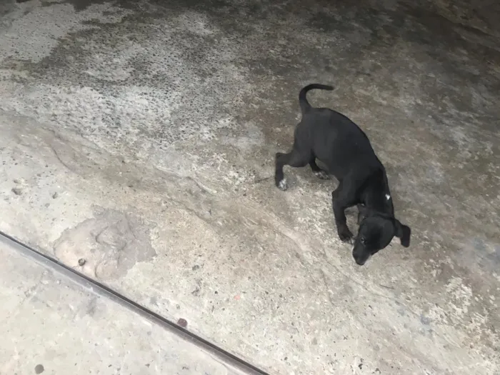 Cachorro raça Mista idade 2 a 6 meses nome Wendy castrada