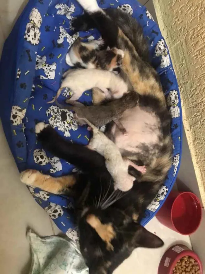 Gato raça Srd idade Abaixo de 2 meses nome Luci e bebês adotivo