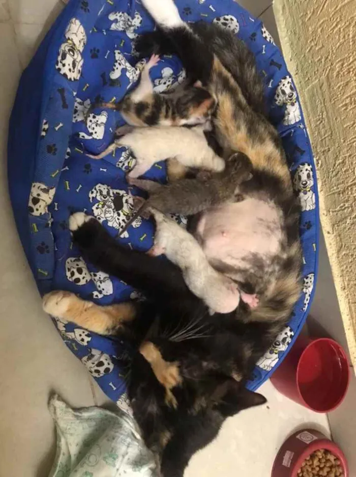 Gato raça Srd idade Abaixo de 2 meses nome Luci e bebês adotivo