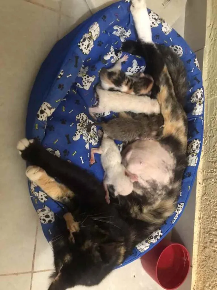 Gato raça Srd idade Abaixo de 2 meses nome Luci e bebês adotivo