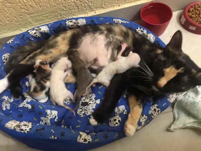 Gato raça Srd idade Abaixo de 2 meses nome Luci e bebês adotivo