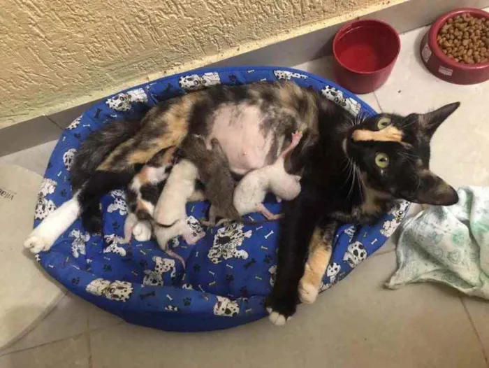 Gato raça Srd idade Abaixo de 2 meses nome Luci e bebês adotivo