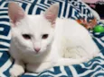 Bartok
