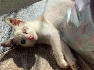 Gato raça Srd idade 2 a 6 meses nome Espiro