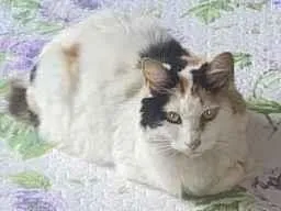 Gato raça Srd idade 2 anos nome Princesa 