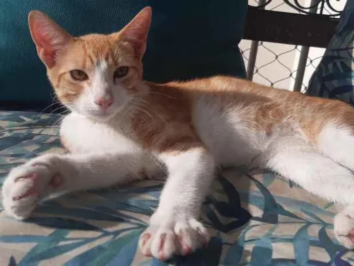 Gato ra a SRD idade 2 a 6 meses nome ?