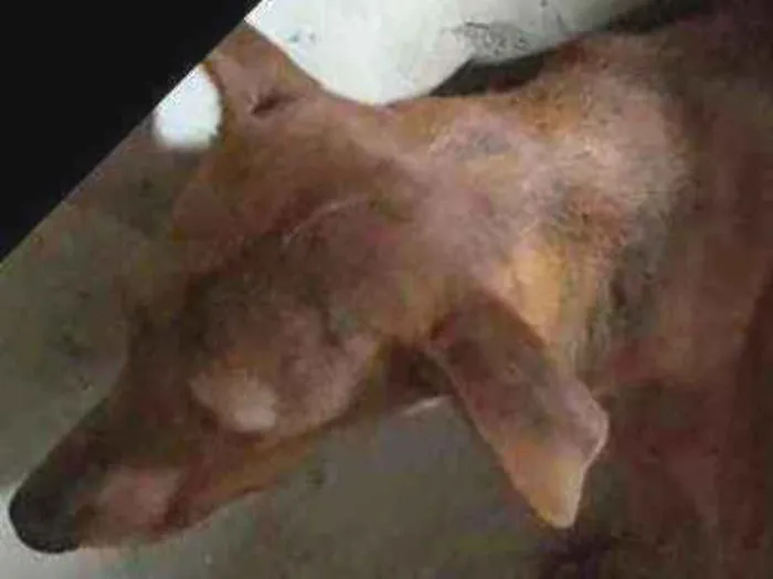 Cachorro raça Srd idade 1 ano nome Nescau castrada