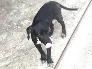 Cachorro raça Mista idade 2 a 6 meses nome Wendy castrada
