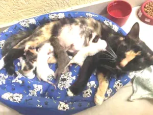 Gato raça Srd idade Abaixo de 2 meses nome Luci e bebês adotivo