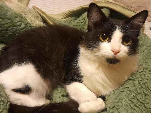 Gato raça Srd idade 7 a 11 meses nome Cookie