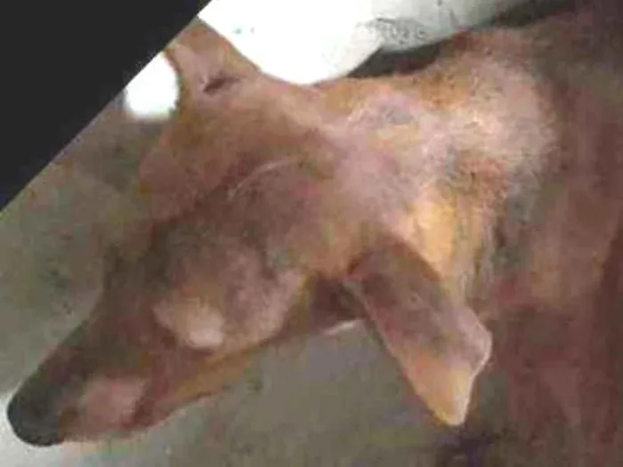 Cachorro raça Srd idade 1 ano nome Nescau castrada