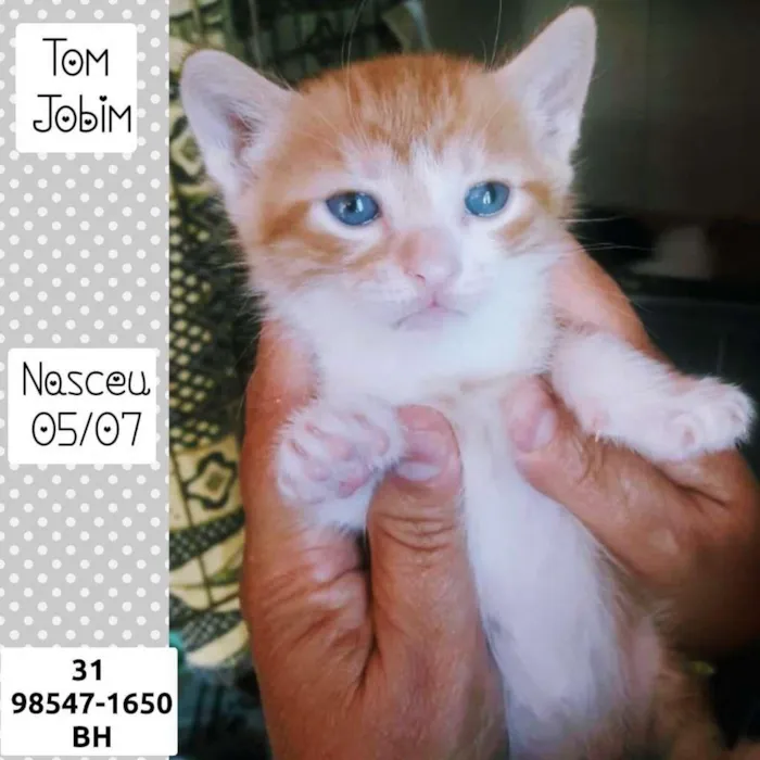 Gato raça SRD idade Abaixo de 2 meses nome TOM JOBIM
