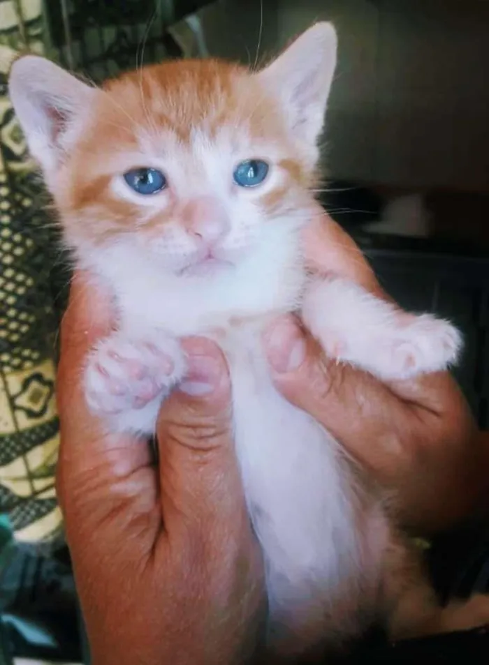 Gato raça SRD idade Abaixo de 2 meses nome TOM JOBIM