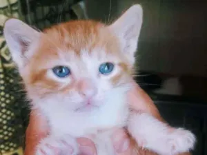Gato raça SRD idade Abaixo de 2 meses nome TOM JOBIM