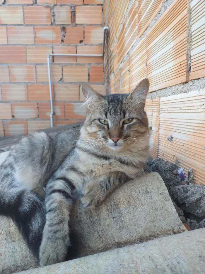 Gato ra a Sem raça  idade 1 ano nome Kiko