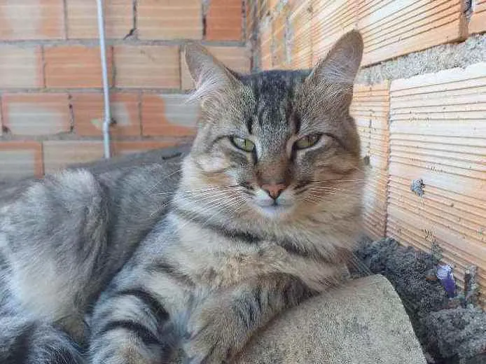 Gato ra a Sem raça  idade 1 ano nome Kiko