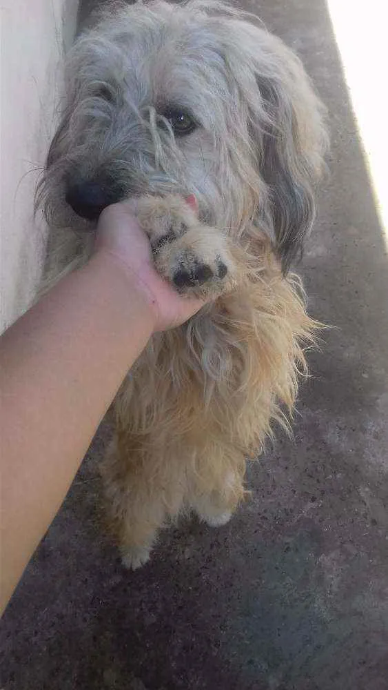 Cachorro ra a Poople com vira lata  idade 1 ano nome Marley