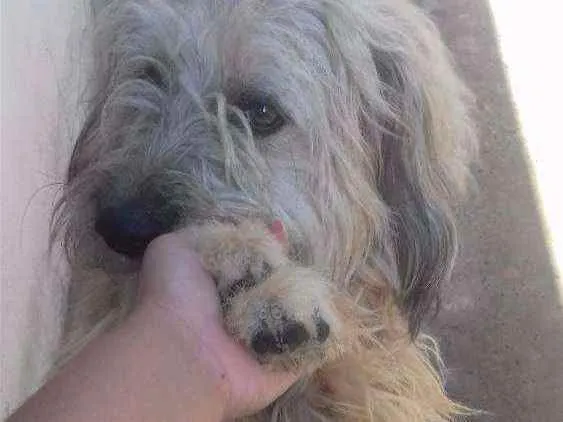 Cachorro ra a Poople com vira lata  idade 1 ano nome Marley