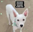 ZOE