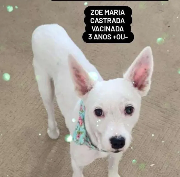 Cachorro raça SRD idade 3 anos nome ZOE