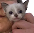 Gato raça Srd idade Abaixo de 2 meses nome Sem nome