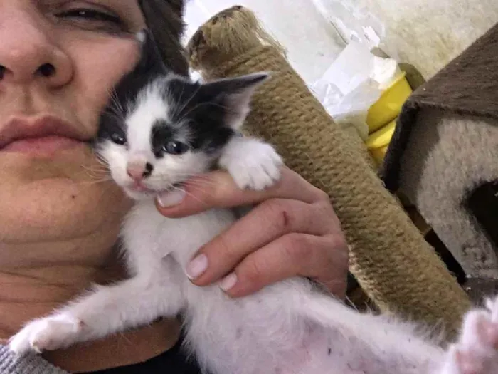 Gato raça Srd idade Abaixo de 2 meses nome Sem nome