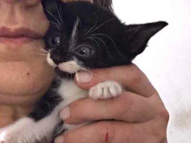 Gato raça Srd idade Abaixo de 2 meses nome Sem nome