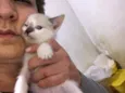 Gato raça Srd idade Abaixo de 2 meses nome Sem nome