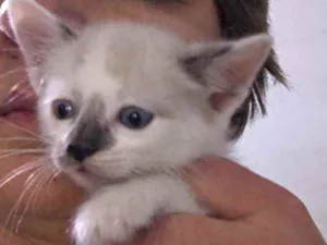 Gato raça Srd idade Abaixo de 2 meses nome Sem nome