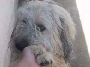 Cachorro raça Poople com vira lata  idade 1 ano nome Marley