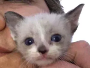 Gato raça Srd idade Abaixo de 2 meses nome Sem nome